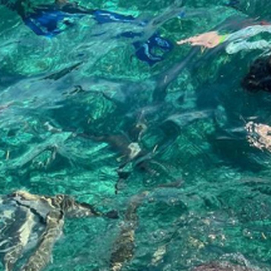 A turtle over the reef on a private snorkel charter in Belize