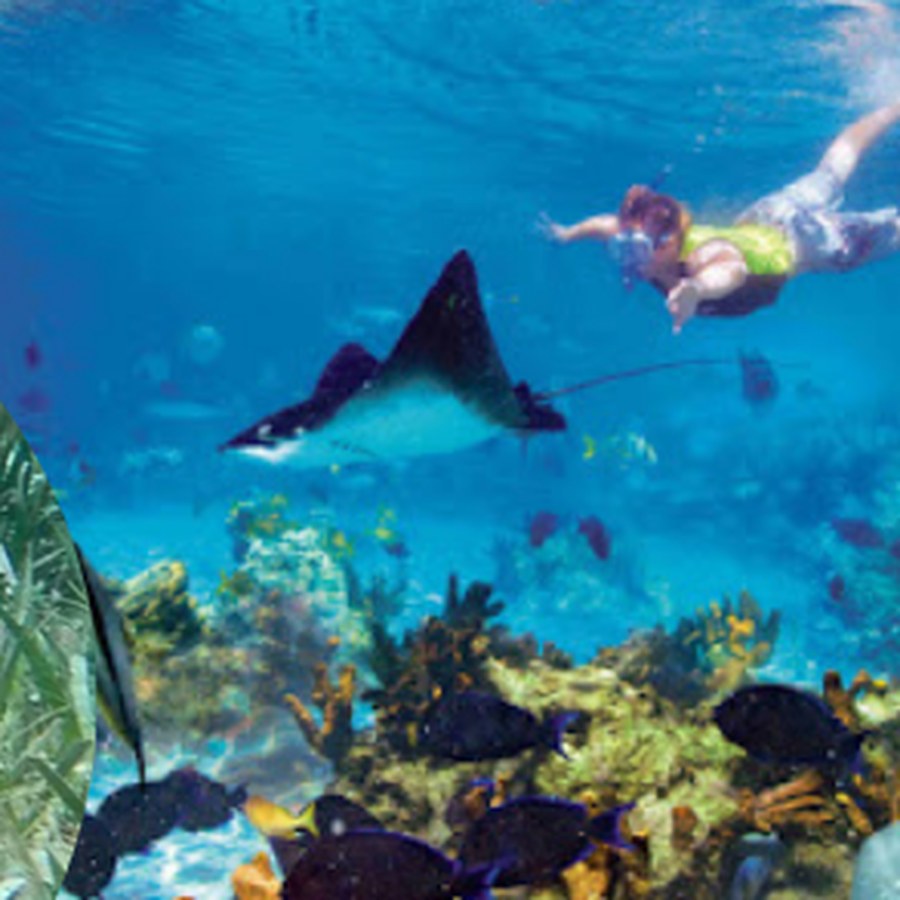 A diver over coral on the Belize Barrier Reef off Ambergris Caye