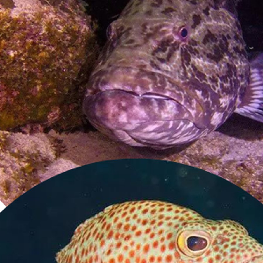 A grouper on the reef at night off Ambergris Caye, Belize