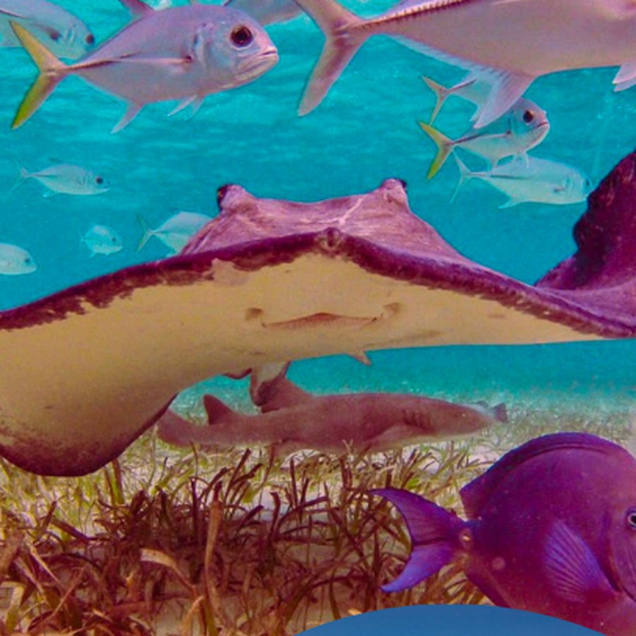 A stingray in clear shallow water on a private snorkel charter