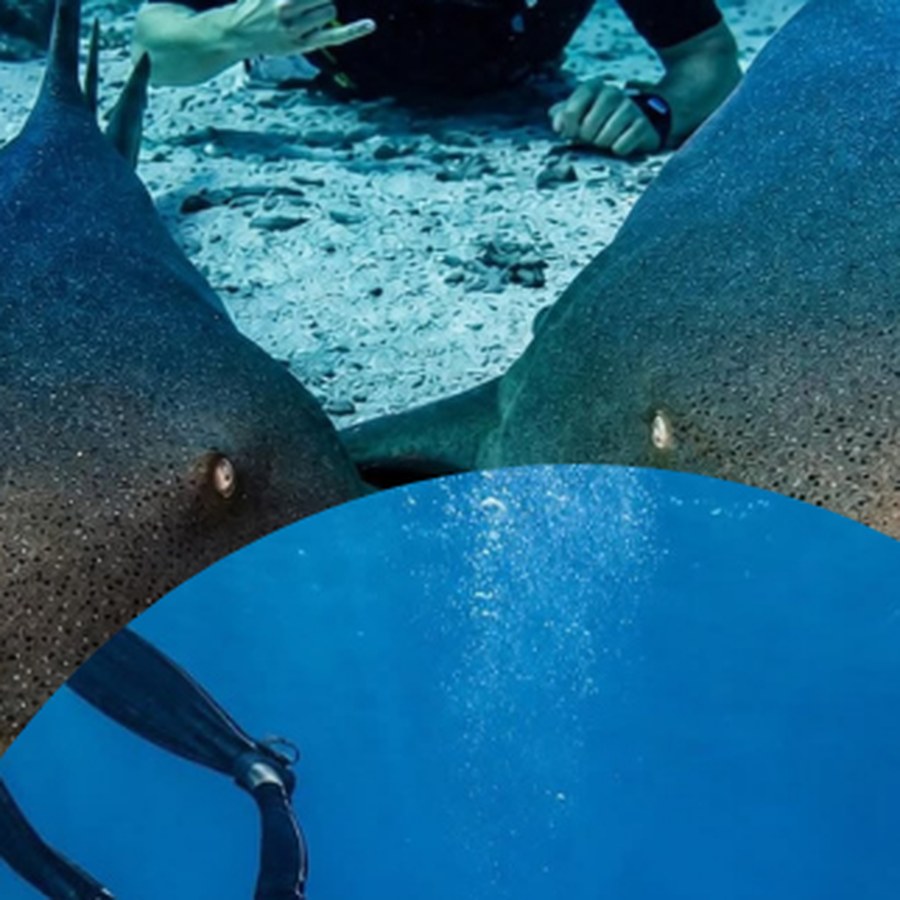 A green turtle over coral inside Hol Chan Marine Reserve, Belize